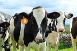How the monopolist Bitmain exploits his supremacy to milk the world