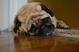 What to do if your dog is crying