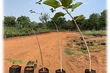 TREE PLANTING: ARE WE SERIOUS?