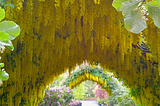 The Laburnum arch, Whidbey Island, Washington, USA