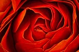 Close up photograph of a red rose by Clifford Jones, author, visual artist