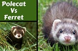European Polecat Vs Domestic Ferret: Which One Is Best As a Pet