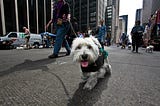 New York City Dog Breeds