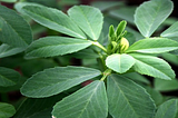 Fenugreek Explained: A Sweet Herb with Powerful Health Effects