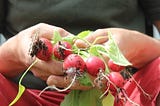 A bunch of radishes that are still covered in fresh soil are held in a pair of hands.