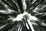 A view of a circle of trees from the ground.