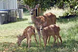 No alimento a los animales silvestres: nuevas reglas para proteger a los vecinos silvestres de…