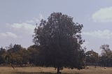 Los primeros vientos de otoño.