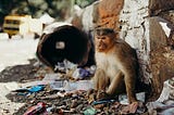 Irritated Monkey