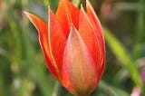 A red tulip in a meadow