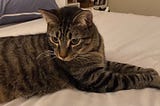Photo of Frankie, the cat discussed in the article, after having passed his observation period and been declared cured of FIP. He is laying on a bed with his front paws in front of him and his head turned toward the camera, his eyes are looking toward the lower left corner of the frame.