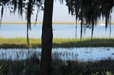 photo of palm tree with spanish moss hanging down framing the water with grass growing in the river.