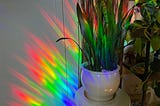 Rays of rainbow light illuminate a potted plant in a ceramic white vase, as well as a white wall.