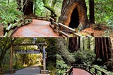 Solo Hike, Big Redwoods: A Day Among Giants in Muir Woods