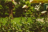 Photo of a garden