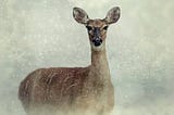 Be Like the Deer — Bound Into the New Year With These Tips