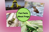 Fun Facts About Frogs For Frog Lovers