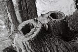 a tree cut down with holes where two branches were