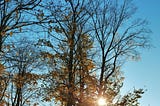 Sunlight filtering through a patch of trees with brown leaves near the end of autumn.