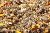 Hidden drugs in bees, can they help you?