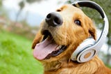 Música é capaz de acalmar os cães?