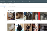 Classifying Cats & Dogs images with AutoML Vision
