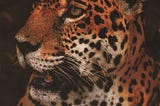 The role of Zoos in the conservation of jaguars in Venezuela (1992)