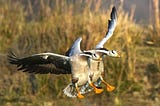 The Bar-headed Goose