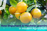 How Important Is Machine Learning in Modern Agriculture?
