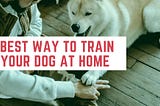 Best And Easiest Way To Train Your Dog