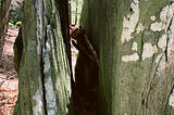 A close up shot of the gap between two large, flat slabs of rock with lichen growing on them, amidst a forest.