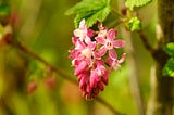 Austrian spring flowers