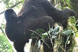 Can we do Gorilla Trekking Tours in Bwindi Forest National Park from Kigali Rwanda?