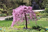 The Best Trees for Low-Maintenance Landscaping