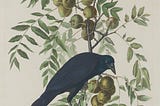 Painting of American crow in a fruit tree.