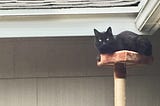 Black Cat sitting on top of cat tree outside near rooftop.
