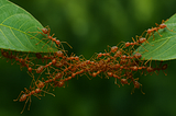 The Secret Science of Organisational Culture: Seven Conditions that Create it