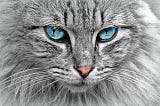 Mengenal Perbedaan Kucing Ragdoll dan Himalaya