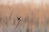 a marsh wren perched on a reed in a marsh, mouth open, singing.