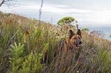 Lessons from a Rescue Dog