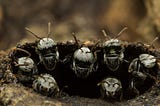 (10) Insects Are Animals in the world?