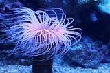 A bottle in front of me, a sea anemone