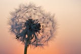 Dandelion