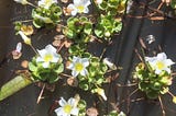 What floats in the Cape vernal pools of South Africa’s West Coast Renosterveld
