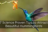 hummingbird cover image (unsplash)