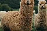 Interesting Facts About Llamas