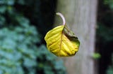 Floating leaf (photography by Björn Roose)