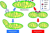 A COMPREHENSIVE GUIDE TO MITOCHONDRIAL FUSION AND FISSION PROTEINS