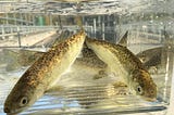 Snohomish Basin salmon, steelhead fisheries limited to protect wild Chinook