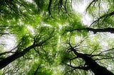 Large green tree crowns in the woods